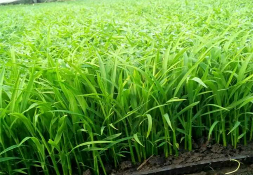水稻育苗基質